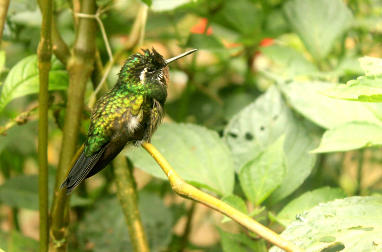 Bird
