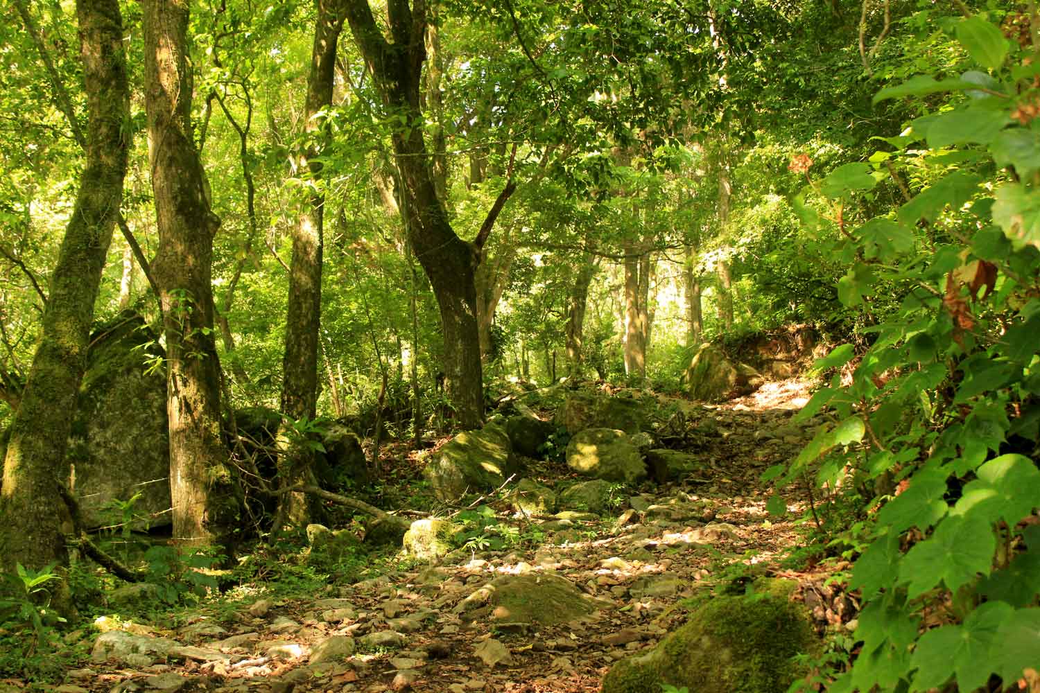 Forrest Pico Blanco