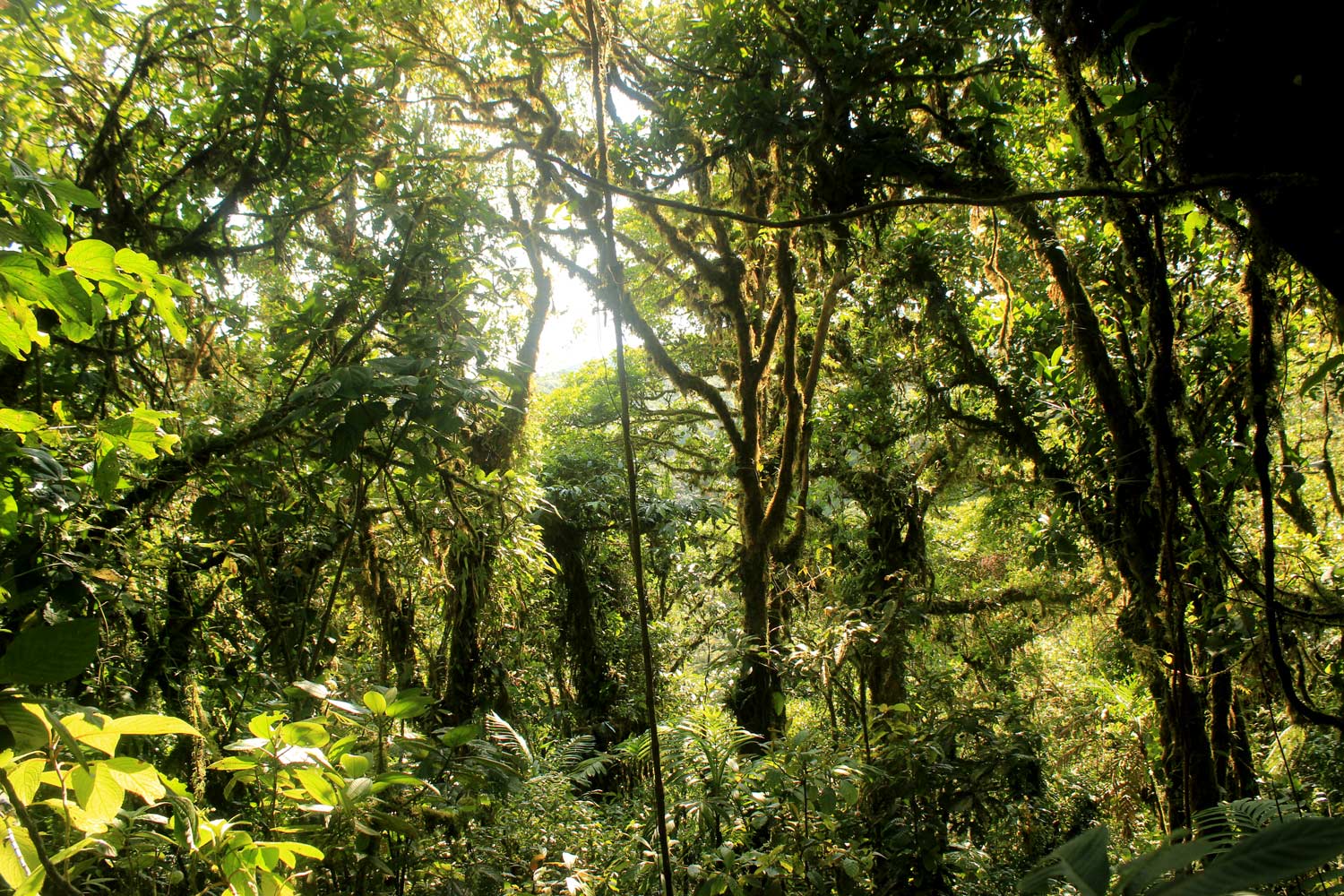 Jungle Monteverde