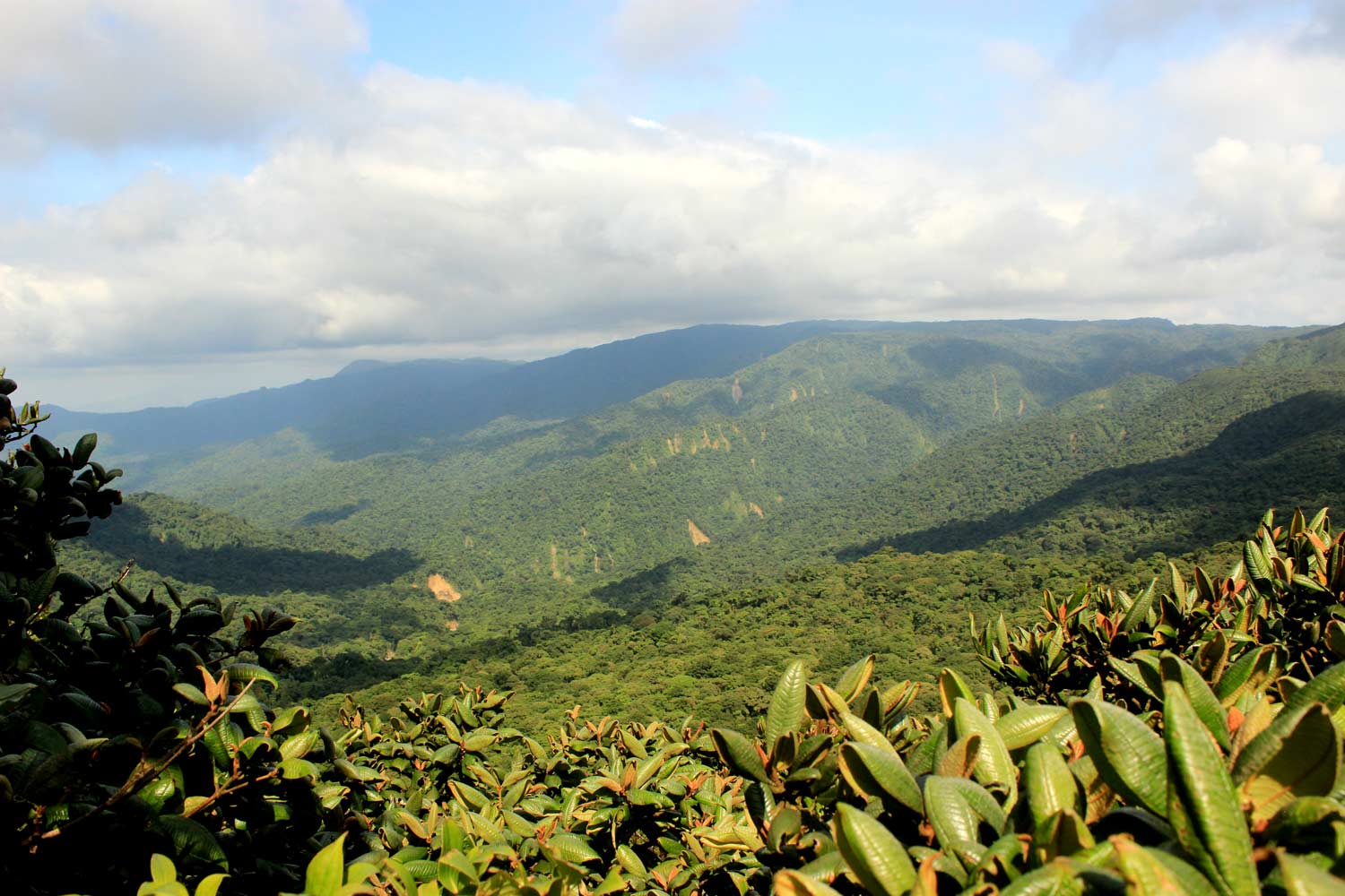 Monteverde Jungle Landscape